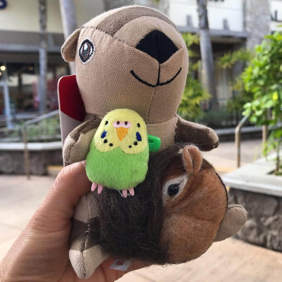 peace_0322さんのインスタグラム写真 - (peace_0322Instagram)「#リス#シマリス#インコ#セキセイインコ#ふわもこ部 お友達🐿が増えた🤣 気になって🐿君買ってしまいました😆」3月16日 11時00分 - peace_0322