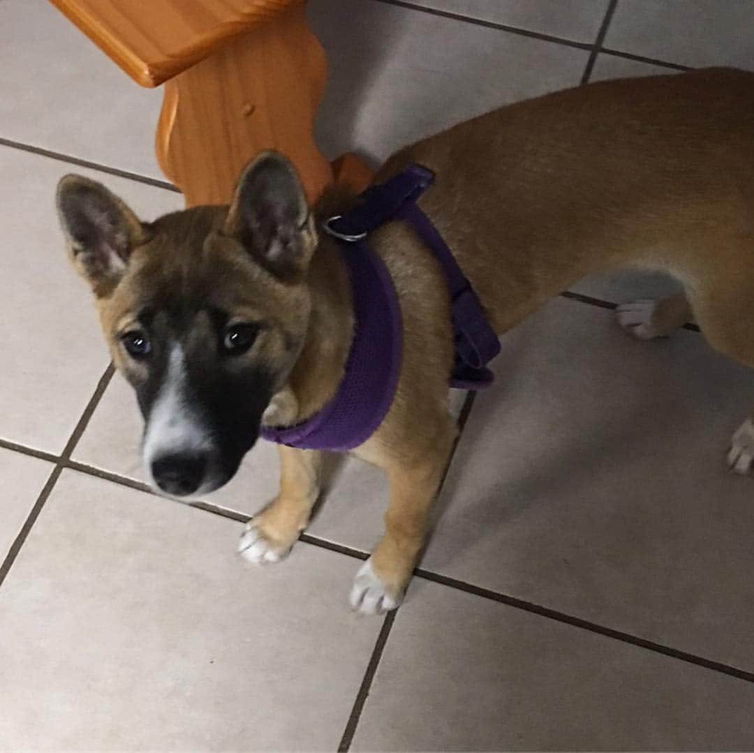 Rylaiさんのインスタグラム写真 - (RylaiInstagram)「TITIAN needs a Forever home  ASAP!!! . We are in need of a qualified foster or forever home for a 5 mth old New Guinea Singing dog puppy!! He is currently located on the West coast. Foster or forever needed!! He is a beautiful singer with a good temperament with people. Not a fan of cats!! . Home inspection required! . Please share with your primitive dog lover family and friends!! . #puppiesofinstagram #foreverhome #rescue #rescuedpg #lovedogs #dogsofinstagram #rescuedogsofinstagram #primitivedogs #ngsd #singers #adoptdontshop #foster #helphm #theydeservebetter」3月16日 11時15分 - jabcecc