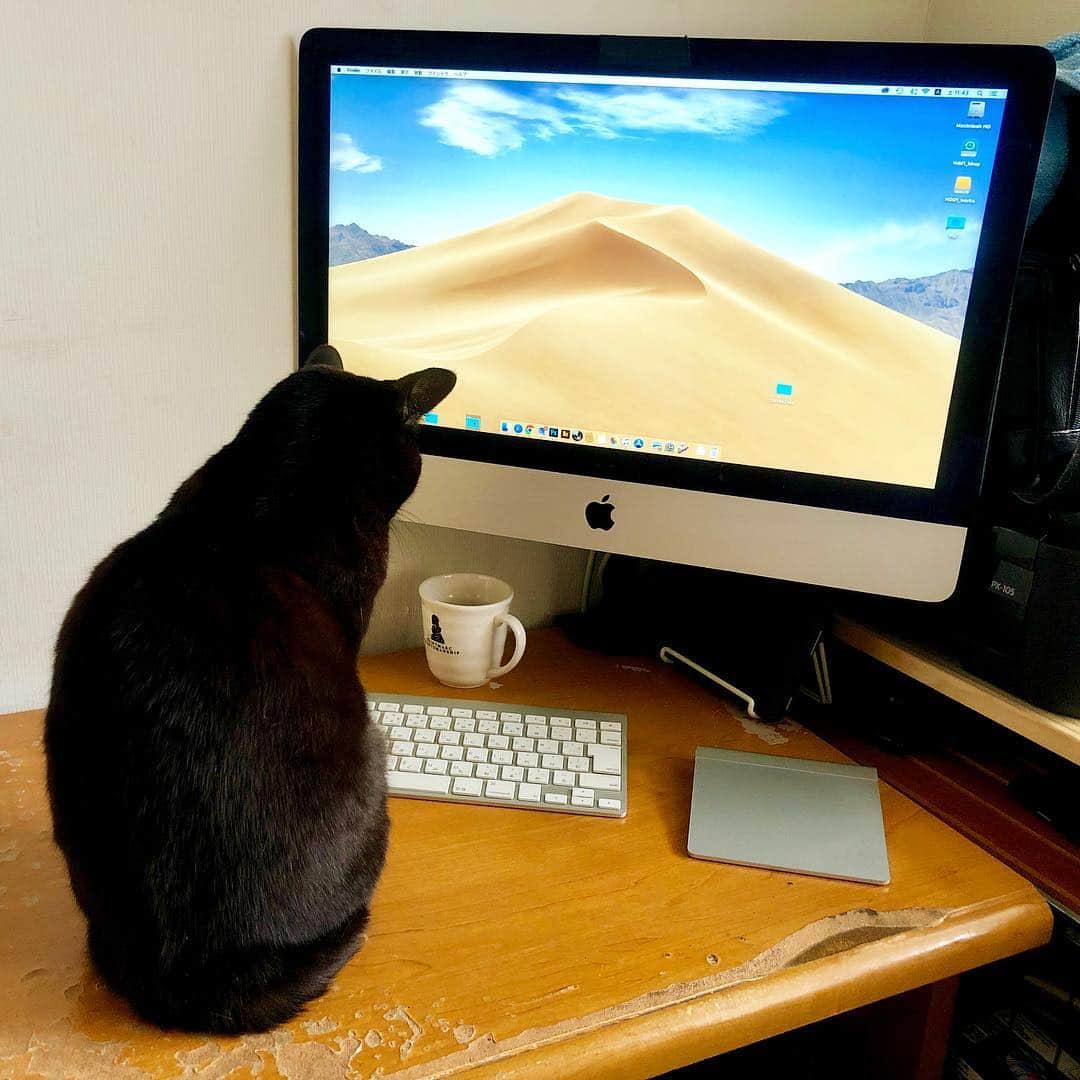 ホタテ＆クラム＆シラスのインスタグラム：「やはり邪魔だよね（笑） #cat #neko #blackcat #猫 #ねこ #黒猫 #catstagram #instagram #instagramjapan #ig_japan #igersjp」