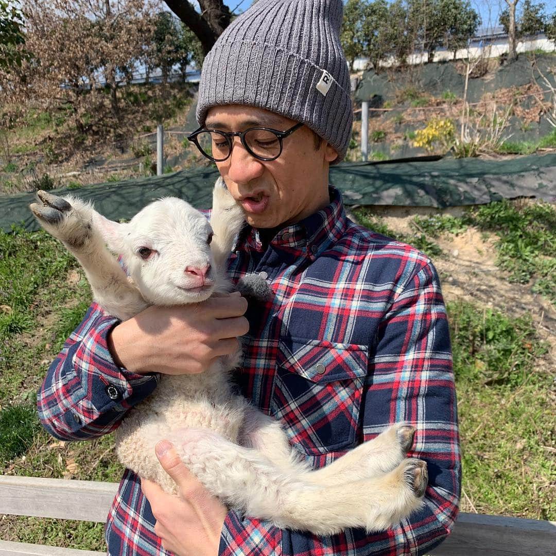 柴田英嗣のインスタグラム：「羊の赤ちゃん  #凄い1発かましてくれんじゃん #生後２日 #単純にいてーよ #２日にして蹄の硬さ大人 #メーじゃねーよコノヤロー #この手の羊は一生毛が伸び続ける #そんで上の歯は無い #視野は320度くらいあるが視力はさほど良くないだって意味なっ！！」