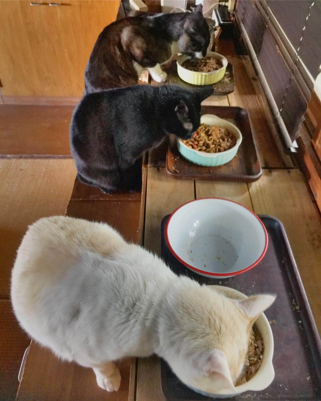 池内万作さんのインスタグラム写真 - (池内万作Instagram)「珍しく揃ってごはん。 お腹空いてたのね♪ #イケウチ家の猫 #しろっさん #くろっさん #たらっさん」3月16日 12時04分 - mandeshita