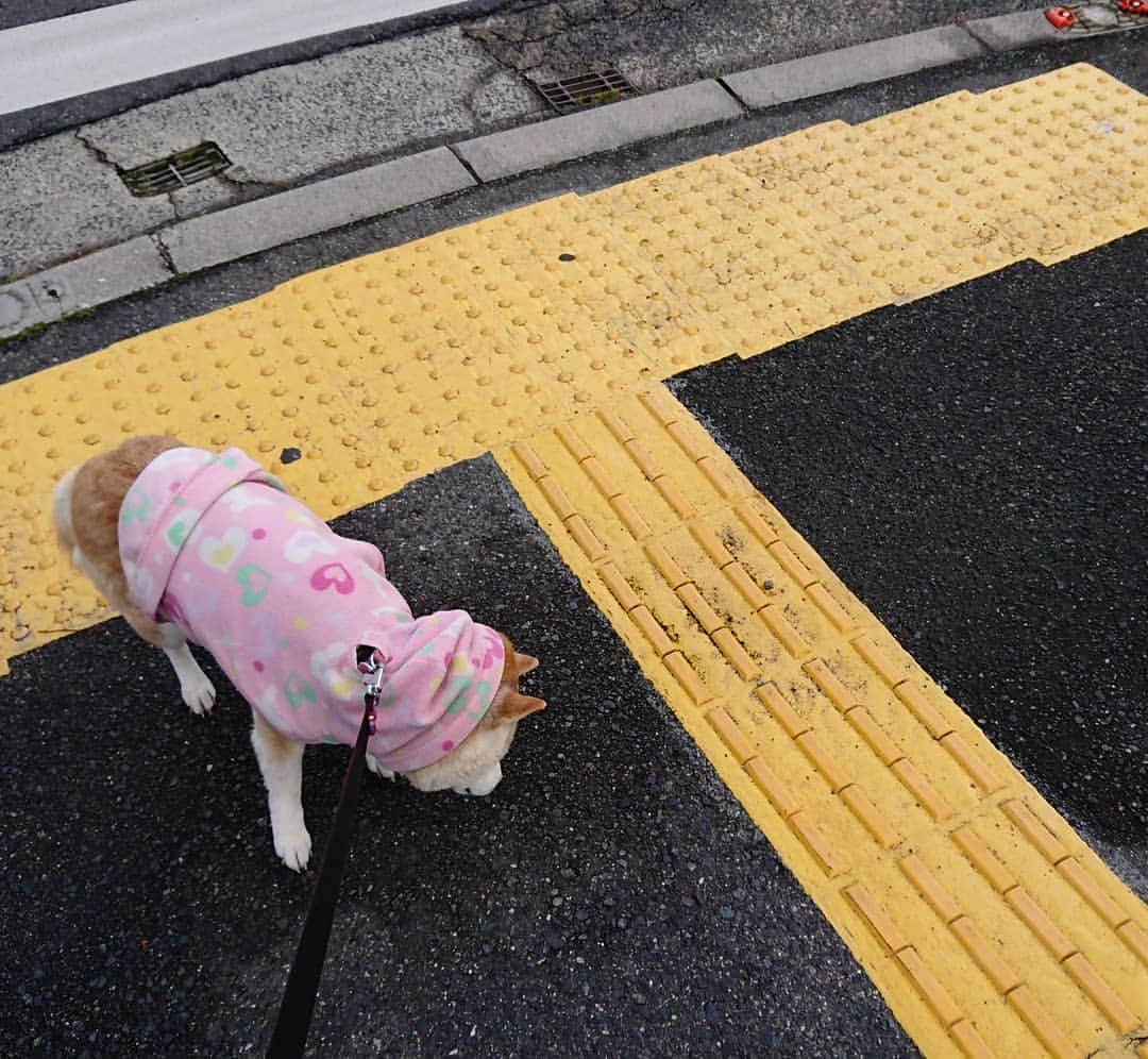 柴子さんのインスタグラム写真 - (柴子Instagram)「Tーー！ #柴犬　#shibainu #shibastagram  #TT兄弟」3月16日 12時22分 - senogawadogs