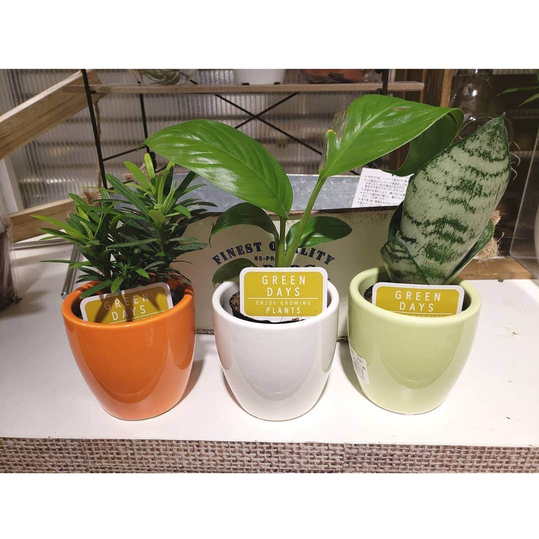 3COINS lN LUMINEさんのインスタグラム写真 - (3COINS lN LUMINEInstagram)「《お部屋のインテリアに🌱🌵》 お部屋にちょっとしたインテリアで観葉植物はいかがでしょうか🤗  お手入れも楽でお家でも簡単に育てられます🍀😊 ＊多肉植物 ＊カラーポット ＊エアープランツ ＊こけ玉 ＊観葉植物  全商品<300+tax>  #3coins  #スリコ #ルミネ北千住  #お部屋のインテリア #お家でも楽に👌 #観葉植物」3月16日 12時37分 - 3coins.in.lumine