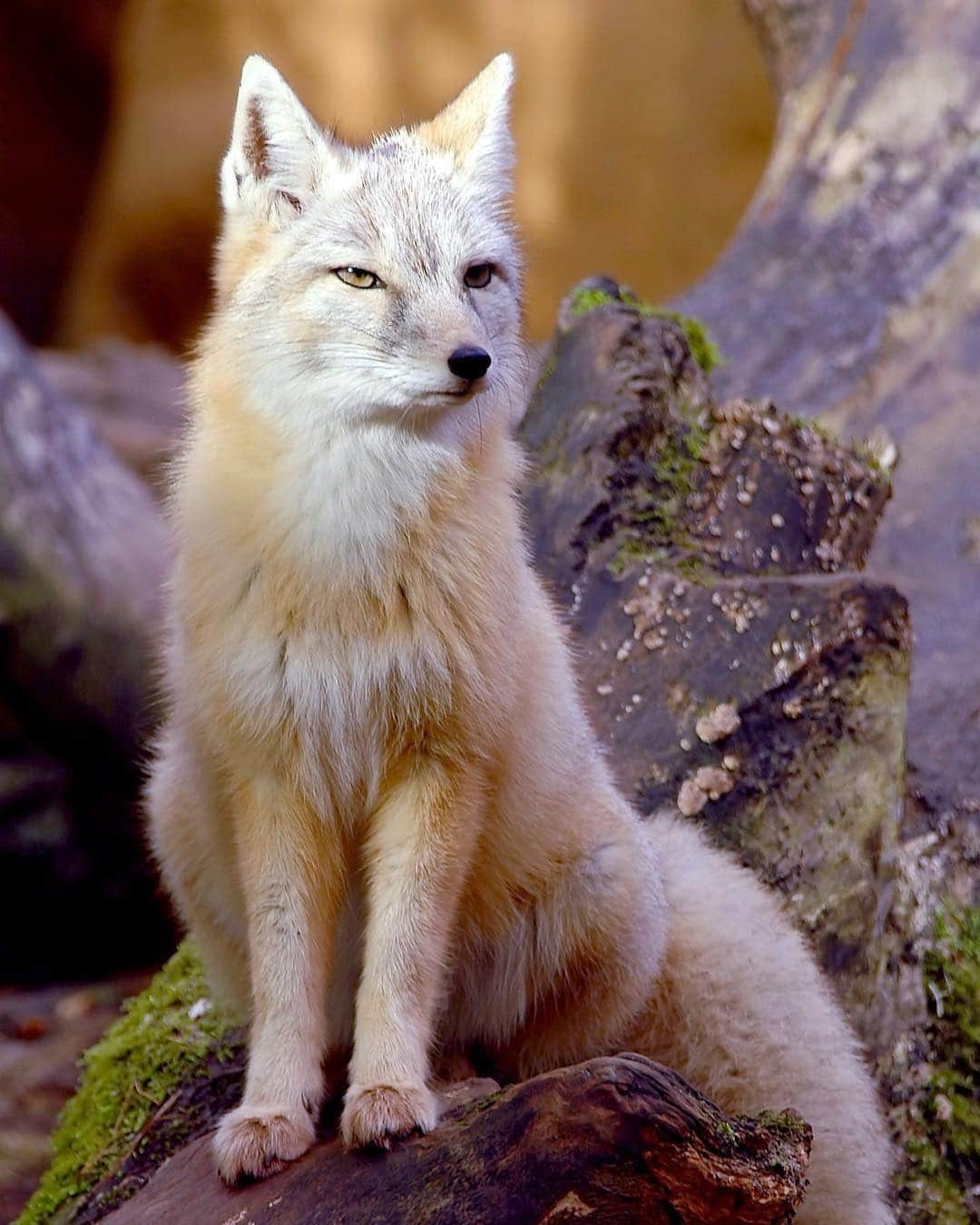 アメリカ自然史博物館さんのインスタグラム写真 - (アメリカ自然史博物館Instagram)「Say “hello” to the corsac fox (Vulpes corsac)! It’s native to the steppes and semideserts of central Asia, where it can endure for long periods without food and water. It’s not an effective digger but needs a deep den to hide out from predators and blizzards. So it makes its dens in marmot burrows, sometimes living side-by-side with others in what are known as “corsac cities,” or even sharing a single den among several individuals. That’s not the only way in which the corsac fox is more social than other fox species: it’s also been observed to hunt in small packs. Photo: Wim Stam」3月16日 12時38分 - amnh