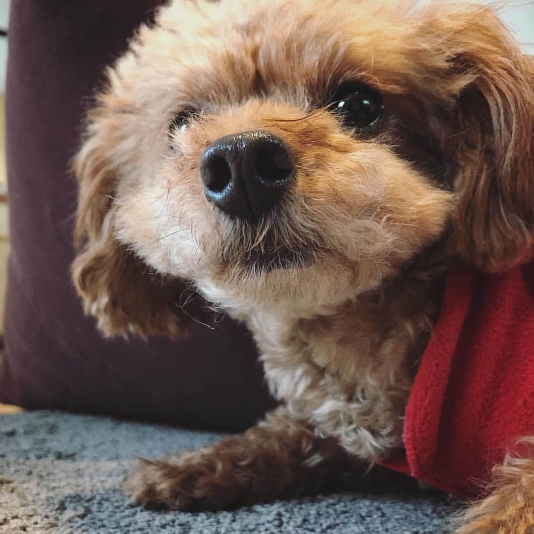 石川龍のインスタグラム：「今日はすこしグウタラさせて。 #toypoodle  #トイプードル女の子  #トイプードル #まめきち」