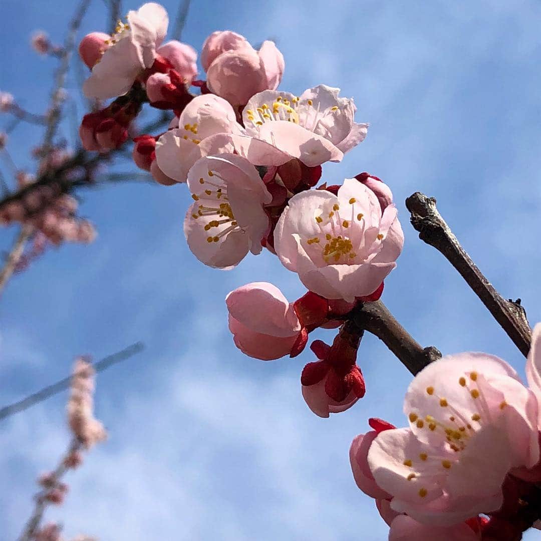 kerokerokingdxさんのインスタグラム写真 - (kerokerokingdxInstagram)「ポカポカ陽気で庭のアンズがどんどん咲いています。」3月16日 12時45分 - kerokerokingdx