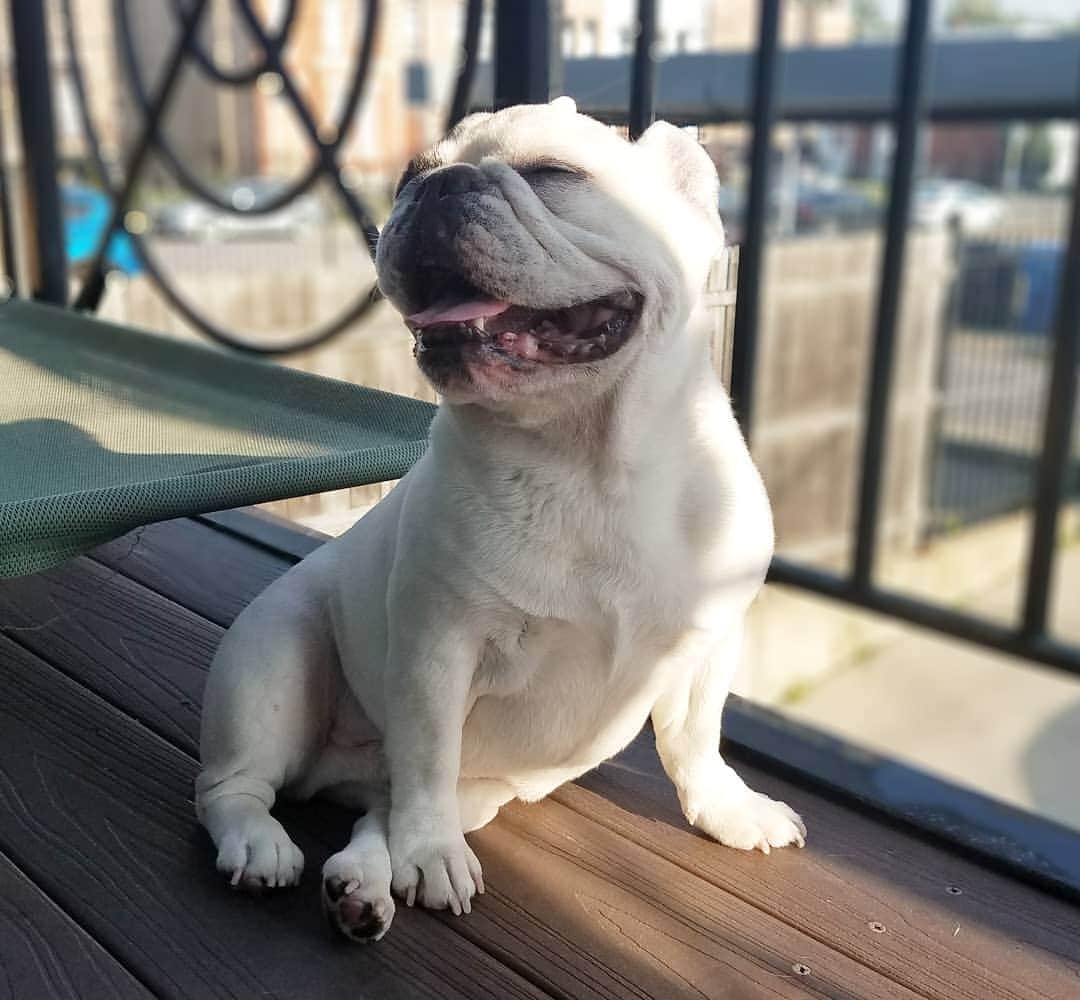 Manny The Frenchieのインスタグラム：「The sun peaked out for 2 seconds today!!! 😀🌞」