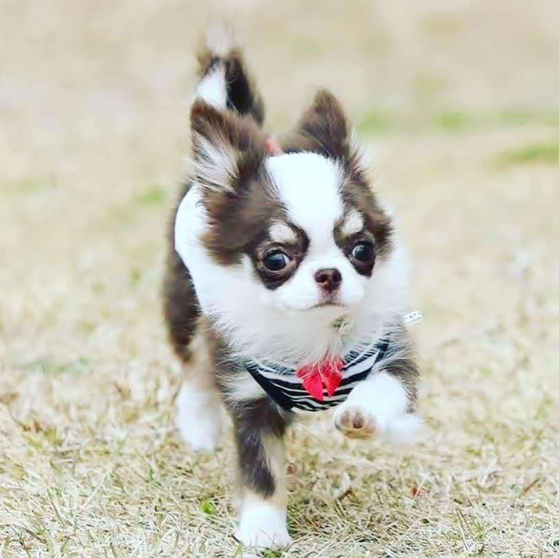 犬小屋??のインスタグラム