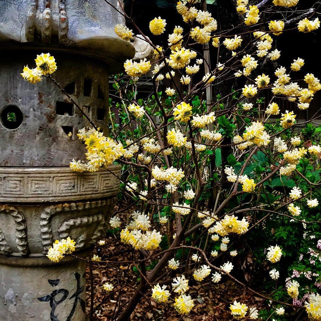 小原宏貴さんのインスタグラム写真 - (小原宏貴Instagram)「三椏の花を見ると目玉焼きが食べたくなる。🍳 美味しそうに咲いています。  #小原流 #いけばな小原流 #ohararyu  #oharaschoolofikebana #いけばな #ikebana #華道 #小原宏貴 #hirokiohara #花のある暮らし #三椏 #ミツマタ #edgeworthiachrysantha」3月16日 13時40分 - ohararyu_ohara.hiroki