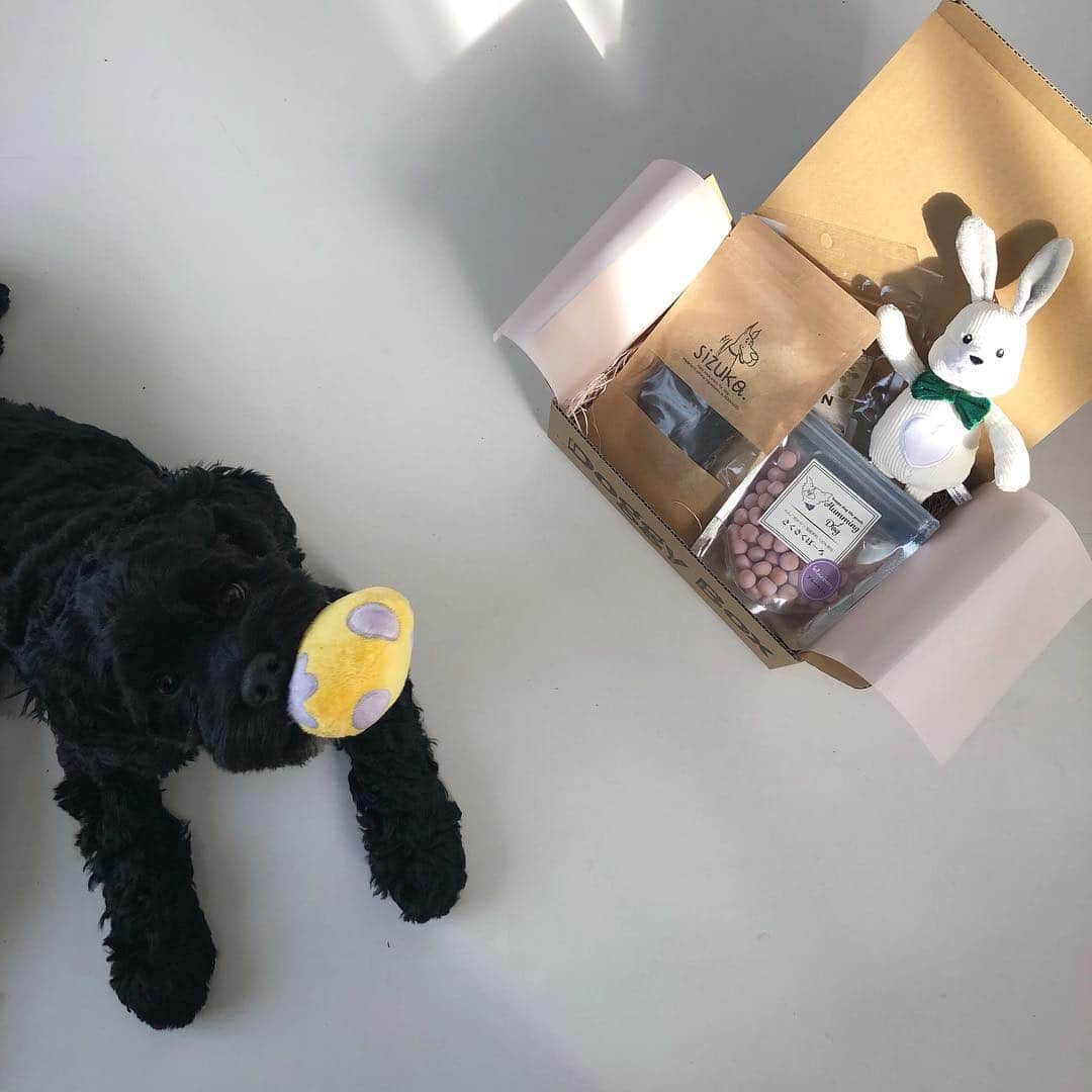 のインスタグラム：「. こっちゃんに嬉しいBOXが届きました🎁 . Doggy Boxといって毎月テーマに沿った おもちゃとおやつが届くのです🐕 . 3月はイースター🐰🍳 たまごは音なるし、うさぎのお腹も音なるし 耳はくしゃくしゃと音がするのです。🧸 こっちゃん超お気に入り。 . おやつはブルーベリー味のさくさくボーロ、 鶏とさか、豚レバースライスジャーキーが 入ってたのですがこれまたこっちゃん大喜び🐕 アレルギー対応もしてくださります◎ . こっちゃんのものなのに 私までおもしろくてわくわくしました🥰 . @doggybox_jp  #doggybox#easter#puppy#dog#instadog#dogoftheday#cockerpoo#cockerpoosofinstagram#cockerpoopuppy#cockapoo#cockapoosofinstagram#cockapoopuppy#mix犬#ドギーボックス#ドギボ#イースター#コッカプー#犬のいる暮らし#わんこのいる生活」