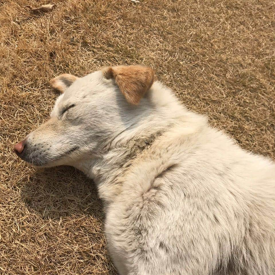 宇宙少女さんのインスタグラム写真 - (宇宙少女Instagram)「럭키근황 🐶 봄이 오나봐요 저도 자꾸 눕고싶네요 멍멍 우정 형누나들 또 만나요 멍멍🐶🐶🐶 #우주스타그램 #우주소녀 #수빈」3月16日 14時19分 - wjsn_cosmic