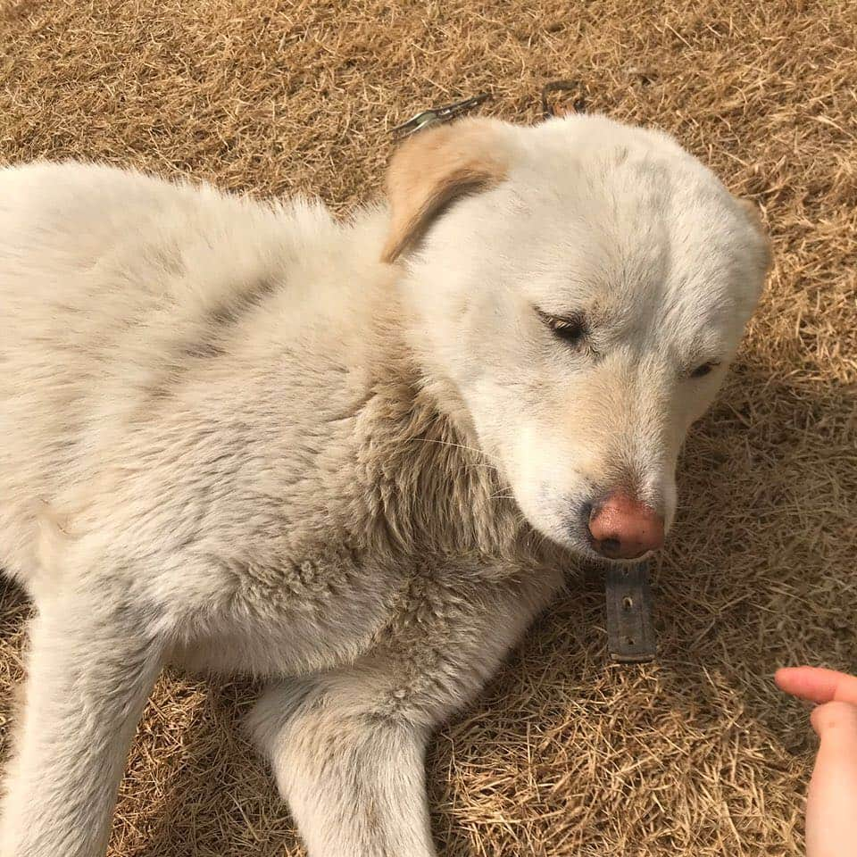 宇宙少女さんのインスタグラム写真 - (宇宙少女Instagram)「럭키근황 🐶 봄이 오나봐요 저도 자꾸 눕고싶네요 멍멍 우정 형누나들 또 만나요 멍멍🐶🐶🐶 #우주스타그램 #우주소녀 #수빈」3月16日 14時19分 - wjsn_cosmic