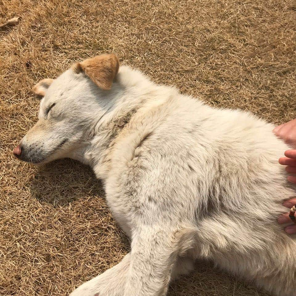 宇宙少女さんのインスタグラム写真 - (宇宙少女Instagram)「럭키근황 🐶 봄이 오나봐요 저도 자꾸 눕고싶네요 멍멍 우정 형누나들 또 만나요 멍멍🐶🐶🐶 #우주스타그램 #우주소녀 #수빈」3月16日 14時19分 - wjsn_cosmic