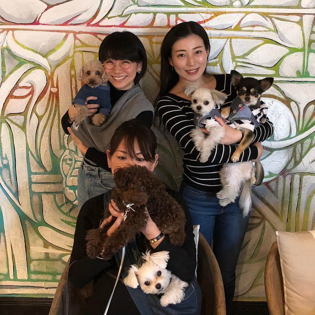 時東ぁみさんのインスタグラム写真 - (時東ぁみInstagram)「わんこバースデー🐶 ・ チワマルのミランちゃんのお誕生日会をやりました🎂 て言っても、本人は何のこっちゃあわからないよねw 飼い主が楽しいだけ🐶 ・ 次は全員集合で！！！ ・ #時東ぁみ #わんこ会 #愛犬 #愛犬家 #犬会 #dog #トイプードル #toypoodle #チワワ #chiwawa #チワマル #chiwamaru #誕生日会 #おめでとう #いぬすたぐらむ #犬バカ部 #ドッグカフェ #渋谷 #shibuya #blackterrasse」3月16日 14時37分 - amitokito