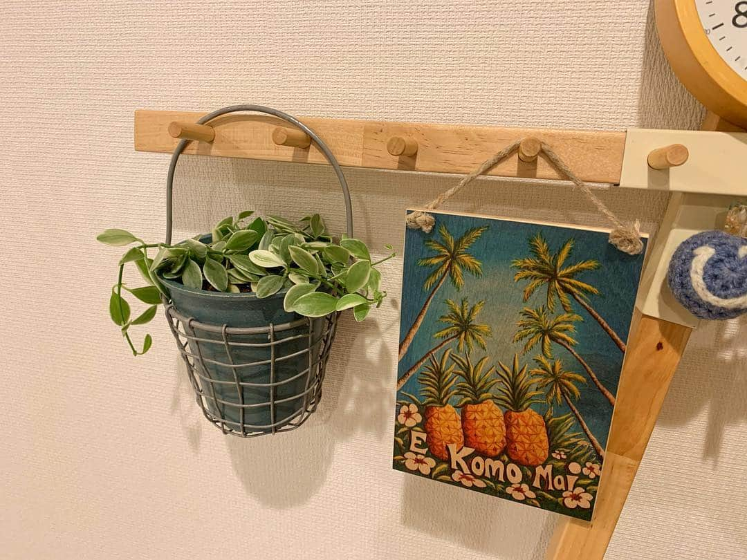 高松いくさんのインスタグラム写真 - (高松いくInstagram)「自分と共に育てる為に買った 観葉植物。 シュガーエメラルディ🌿 ディスキディア ガガイモ科🌱 とっても強い子ですよ😊 育つとどんどん伸びて垂れてきます✨ っと、目をキラキラさせて説明してくれる定員さん☘ スクスク強く優しく育てーーーᕦ(ò_óˇ)ᕤ  #いく 名前の由来  #心が豊かに #育まれますように #育 #ひらがな #自分 #植物 #成長 #育む  #共存  #人間 #動物 #命 自分と植物の #発育  #心 #体 #観葉植物 #インテリア だけじゃない #育てる #相棒  #緑 #酸素 #二酸化炭素 #呼吸 #シュガーエメラルディ #かわいい #名前」3月16日 14時45分 - iku_takamatsu_trip_sup_yoga