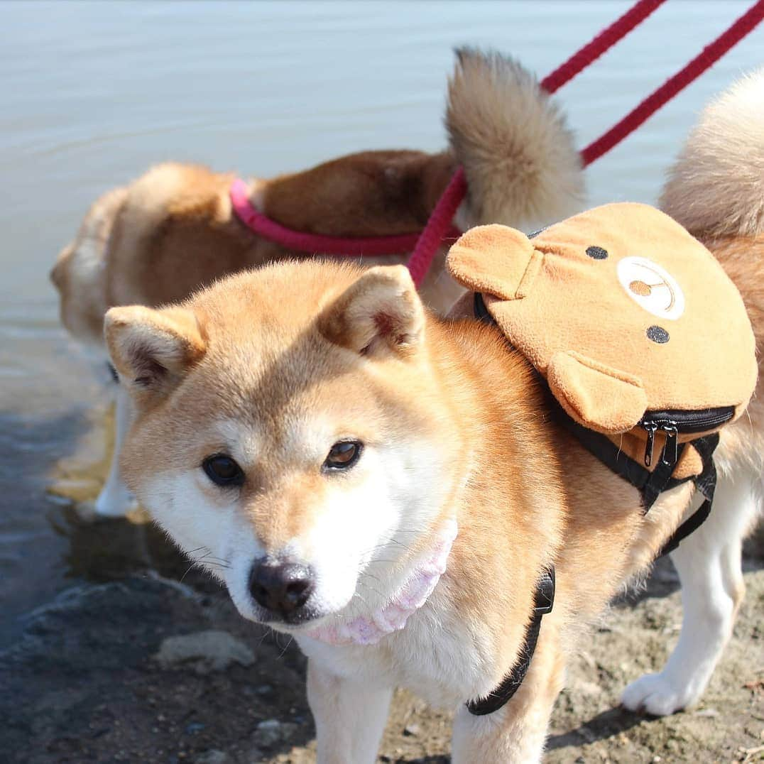 柴犬たま Shibainu Tamaさんのインスタグラム写真 - (柴犬たま Shibainu TamaInstagram)「水が苦手なたまですが、流れてた葉っぱが気になったようで身を乗り出して追っかけてました😁 * Caption trans🇬🇧 Tama is not good at water. But because the leaves are flowing in the river, she is looking at it😁 * #柴犬たま #たママ #たま家族 #柴犬ミケ #一眼レフ #一眼レフカメラ #お散歩 #くまちゃんリュック #仲良し親子 #水が苦手 #気になる #かなりひし形 #プリケツ #しっぽモフモフ #後頭部フェチ #柴犬 #shiba #shibainu #shibastagram #犬 #dog #多頭飼い」3月16日 14時46分 - tama7653