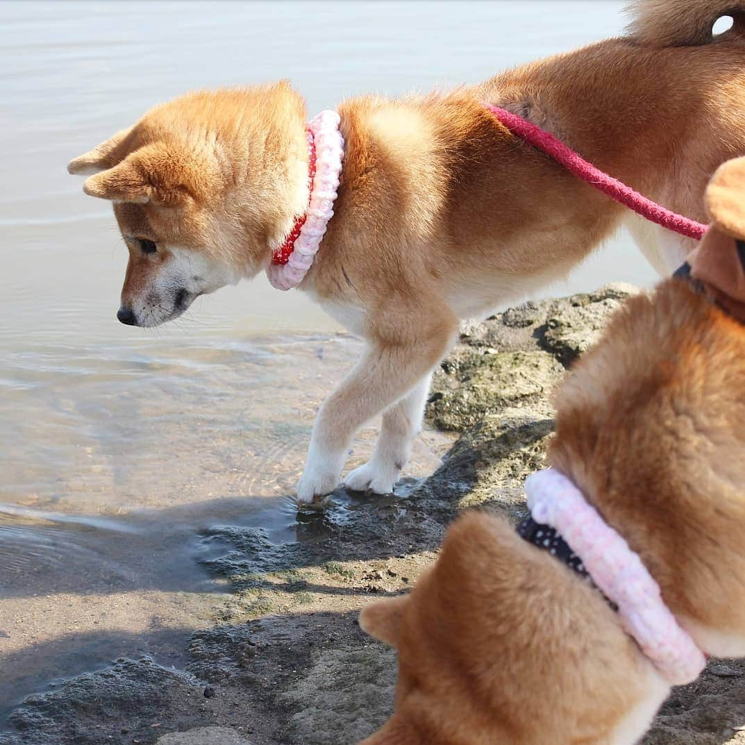 柴犬たま Shibainu Tamaさんのインスタグラム写真 - (柴犬たま Shibainu TamaInstagram)「水が苦手なたまですが、流れてた葉っぱが気になったようで身を乗り出して追っかけてました😁 * Caption trans🇬🇧 Tama is not good at water. But because the leaves are flowing in the river, she is looking at it😁 * #柴犬たま #たママ #たま家族 #柴犬ミケ #一眼レフ #一眼レフカメラ #お散歩 #くまちゃんリュック #仲良し親子 #水が苦手 #気になる #かなりひし形 #プリケツ #しっぽモフモフ #後頭部フェチ #柴犬 #shiba #shibainu #shibastagram #犬 #dog #多頭飼い」3月16日 14時46分 - tama7653