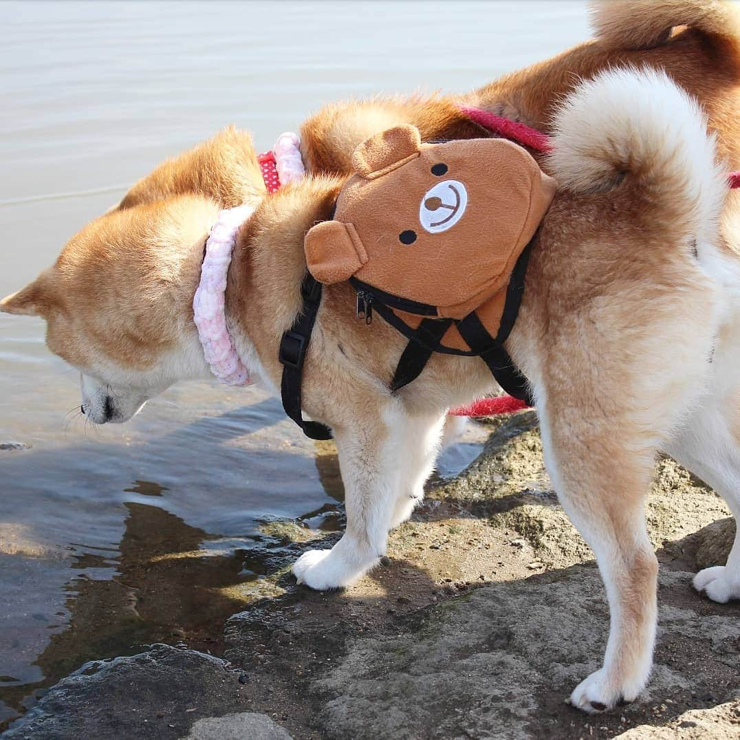 柴犬たま Shibainu Tamaさんのインスタグラム写真 - (柴犬たま Shibainu TamaInstagram)「水が苦手なたまですが、流れてた葉っぱが気になったようで身を乗り出して追っかけてました😁 * Caption trans🇬🇧 Tama is not good at water. But because the leaves are flowing in the river, she is looking at it😁 * #柴犬たま #たママ #たま家族 #柴犬ミケ #一眼レフ #一眼レフカメラ #お散歩 #くまちゃんリュック #仲良し親子 #水が苦手 #気になる #かなりひし形 #プリケツ #しっぽモフモフ #後頭部フェチ #柴犬 #shiba #shibainu #shibastagram #犬 #dog #多頭飼い」3月16日 14時46分 - tama7653