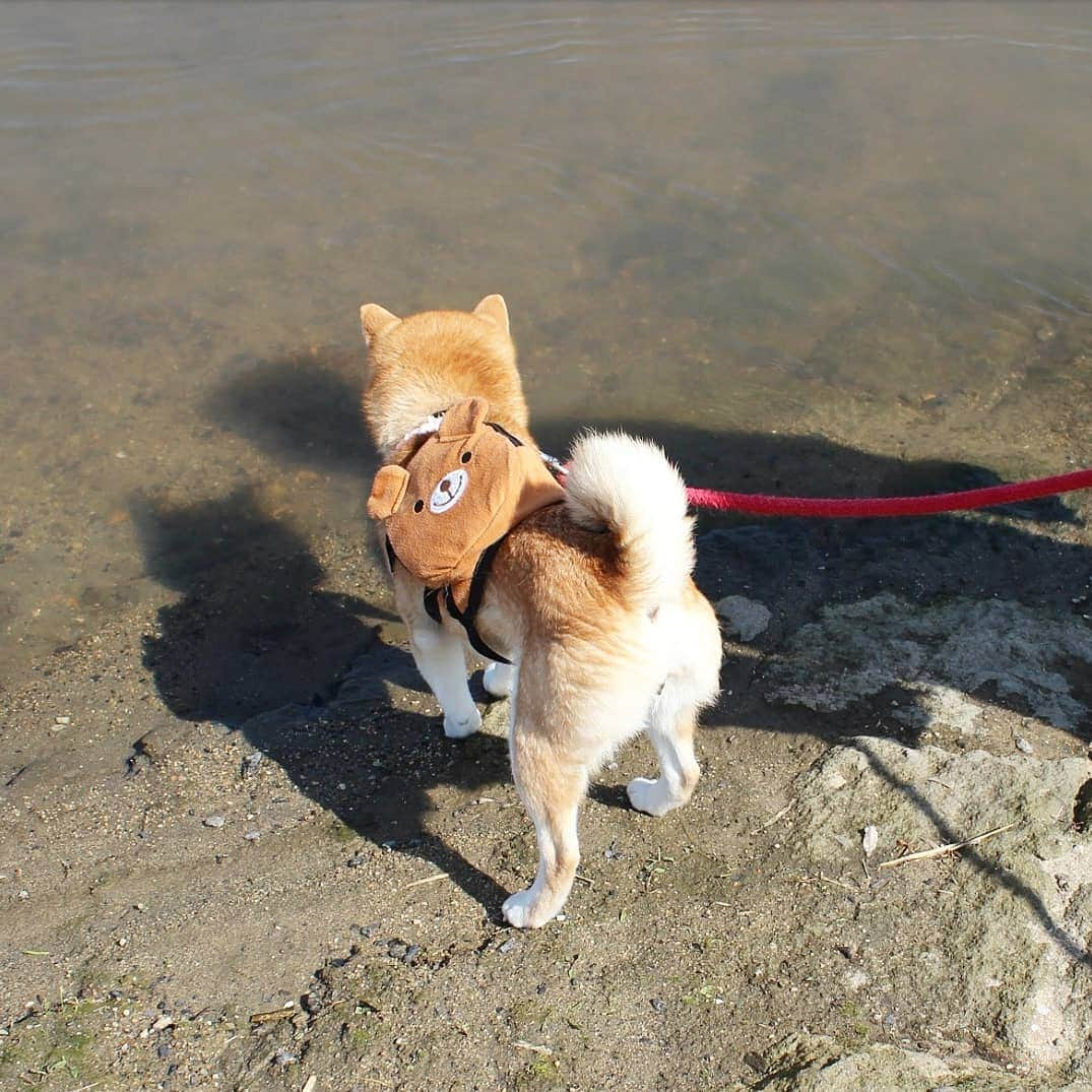 柴犬たま Shibainu Tamaさんのインスタグラム写真 - (柴犬たま Shibainu TamaInstagram)「水が苦手なたまですが、流れてた葉っぱが気になったようで身を乗り出して追っかけてました😁 * Caption trans🇬🇧 Tama is not good at water. But because the leaves are flowing in the river, she is looking at it😁 * #柴犬たま #たママ #たま家族 #柴犬ミケ #一眼レフ #一眼レフカメラ #お散歩 #くまちゃんリュック #仲良し親子 #水が苦手 #気になる #かなりひし形 #プリケツ #しっぽモフモフ #後頭部フェチ #柴犬 #shiba #shibainu #shibastagram #犬 #dog #多頭飼い」3月16日 14時46分 - tama7653