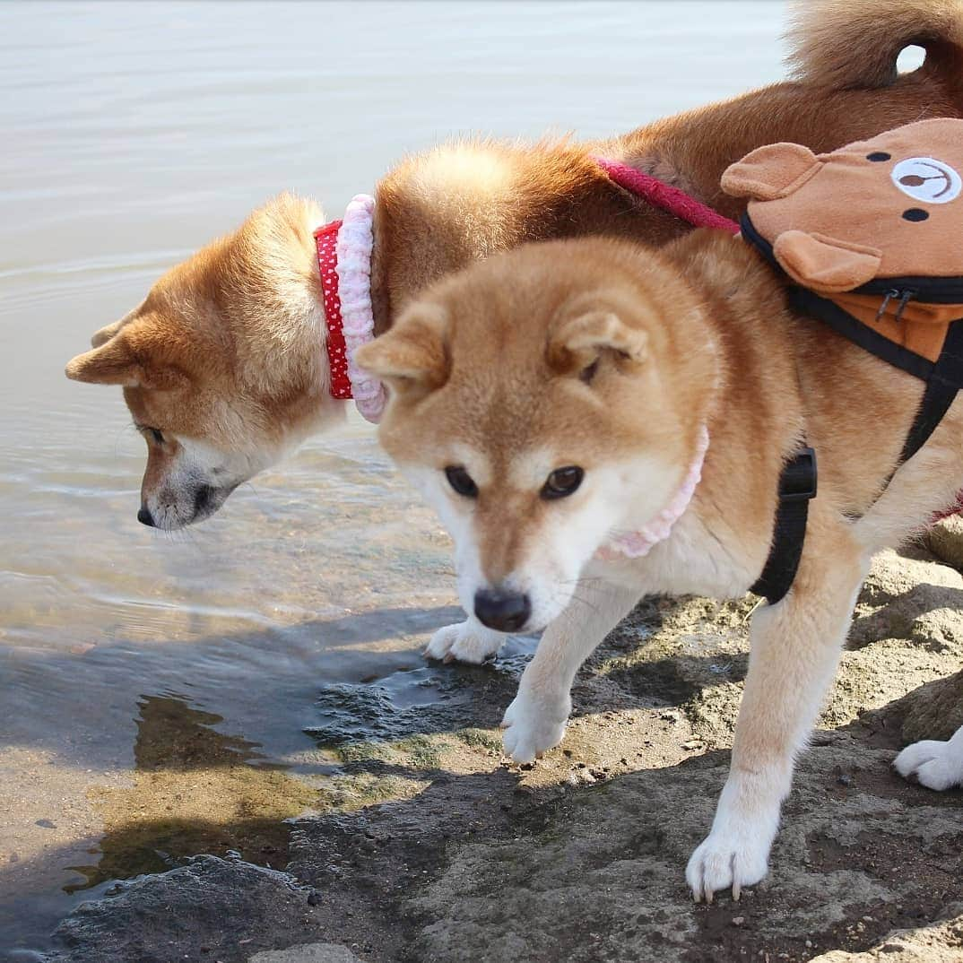 柴犬たま Shibainu Tamaさんのインスタグラム写真 - (柴犬たま Shibainu TamaInstagram)「水が苦手なたまですが、流れてた葉っぱが気になったようで身を乗り出して追っかけてました😁 * Caption trans🇬🇧 Tama is not good at water. But because the leaves are flowing in the river, she is looking at it😁 * #柴犬たま #たママ #たま家族 #柴犬ミケ #一眼レフ #一眼レフカメラ #お散歩 #くまちゃんリュック #仲良し親子 #水が苦手 #気になる #かなりひし形 #プリケツ #しっぽモフモフ #後頭部フェチ #柴犬 #shiba #shibainu #shibastagram #犬 #dog #多頭飼い」3月16日 14時46分 - tama7653