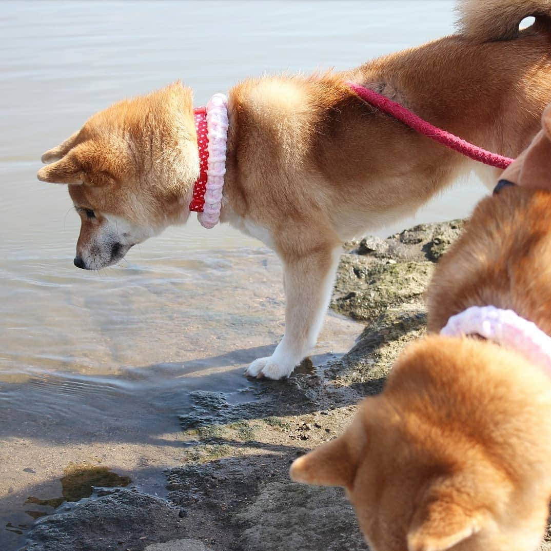 柴犬たま Shibainu Tamaさんのインスタグラム写真 - (柴犬たま Shibainu TamaInstagram)「水が苦手なたまですが、流れてた葉っぱが気になったようで身を乗り出して追っかけてました😁 * Caption trans🇬🇧 Tama is not good at water. But because the leaves are flowing in the river, she is looking at it😁 * #柴犬たま #たママ #たま家族 #柴犬ミケ #一眼レフ #一眼レフカメラ #お散歩 #くまちゃんリュック #仲良し親子 #水が苦手 #気になる #かなりひし形 #プリケツ #しっぽモフモフ #後頭部フェチ #柴犬 #shiba #shibainu #shibastagram #犬 #dog #多頭飼い」3月16日 14時46分 - tama7653