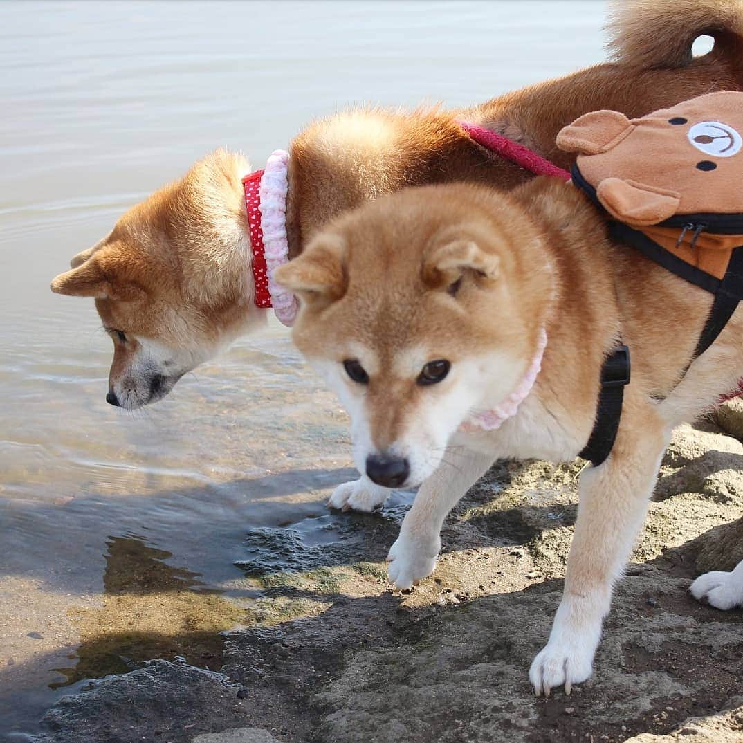 柴犬たま Shibainu Tamaのインスタグラム