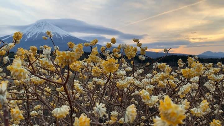phantastic420のインスタグラム：「. 🤩🤩“Shizuoka” prefecture in Japan is a place where you can see the most “phantastic” Mt. Fuji🗻 in the world.🤩 #富士山 #mtfuji #japan #shizuoka #fujinomiya  #phantastic420photography #mostphantasticmtfuji #selamatpagi  #goodmorning  #おはようございます 😇😇😇😇😇😇😇🗻😇😇 結局お台場きてしまいました🤣都会は都会でやっぱり楽しいですねぇ〜😅」