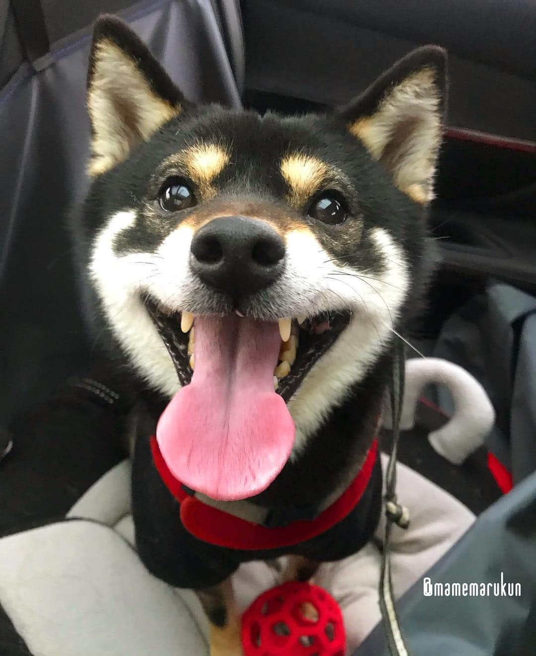 まめ丸のインスタグラム：「* * クルマ🚗だいすき🐶💓 * smile🐶💓 * #クルマの中にクルマのベッド🛌 #車のるとニコニコ #たのしいね🐶💓 * #柴犬#豆柴#柴#黒柴#犬#ふわもこ部#犬バカ部#しばいぬ#shiba#shibainu#shibastagram#shibadog#puppy#instadog#dogstagram#dog#pet#petstagram#buzzfeedanimals#adorable#kawaii#강아지#pecotv#weeklyfluff#dailyfluff」