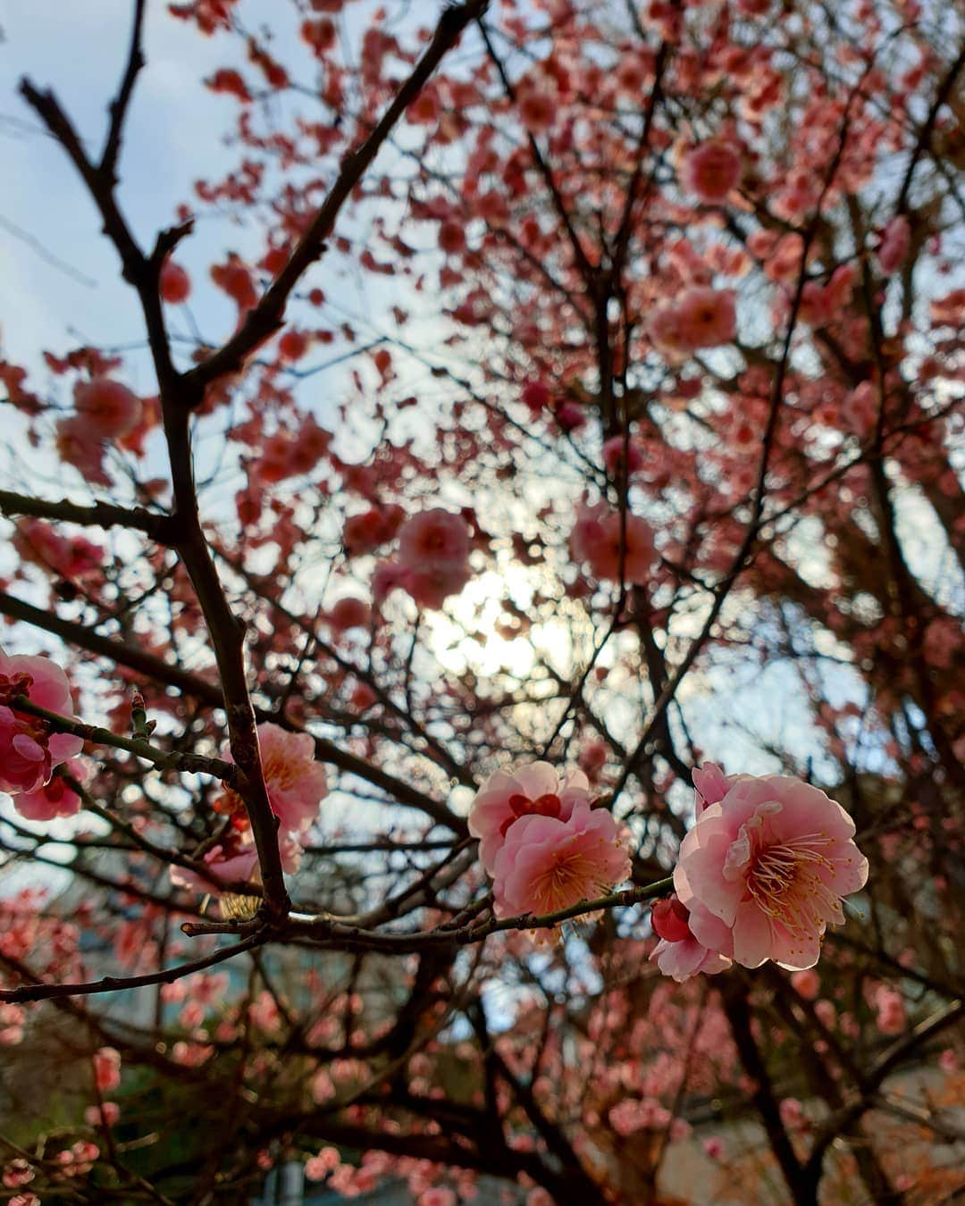 チョン・シアさんのインスタグラム写真 - (チョン・シアInstagram)「행복한 주말🌸」3月16日 15時20分 - jung.sia