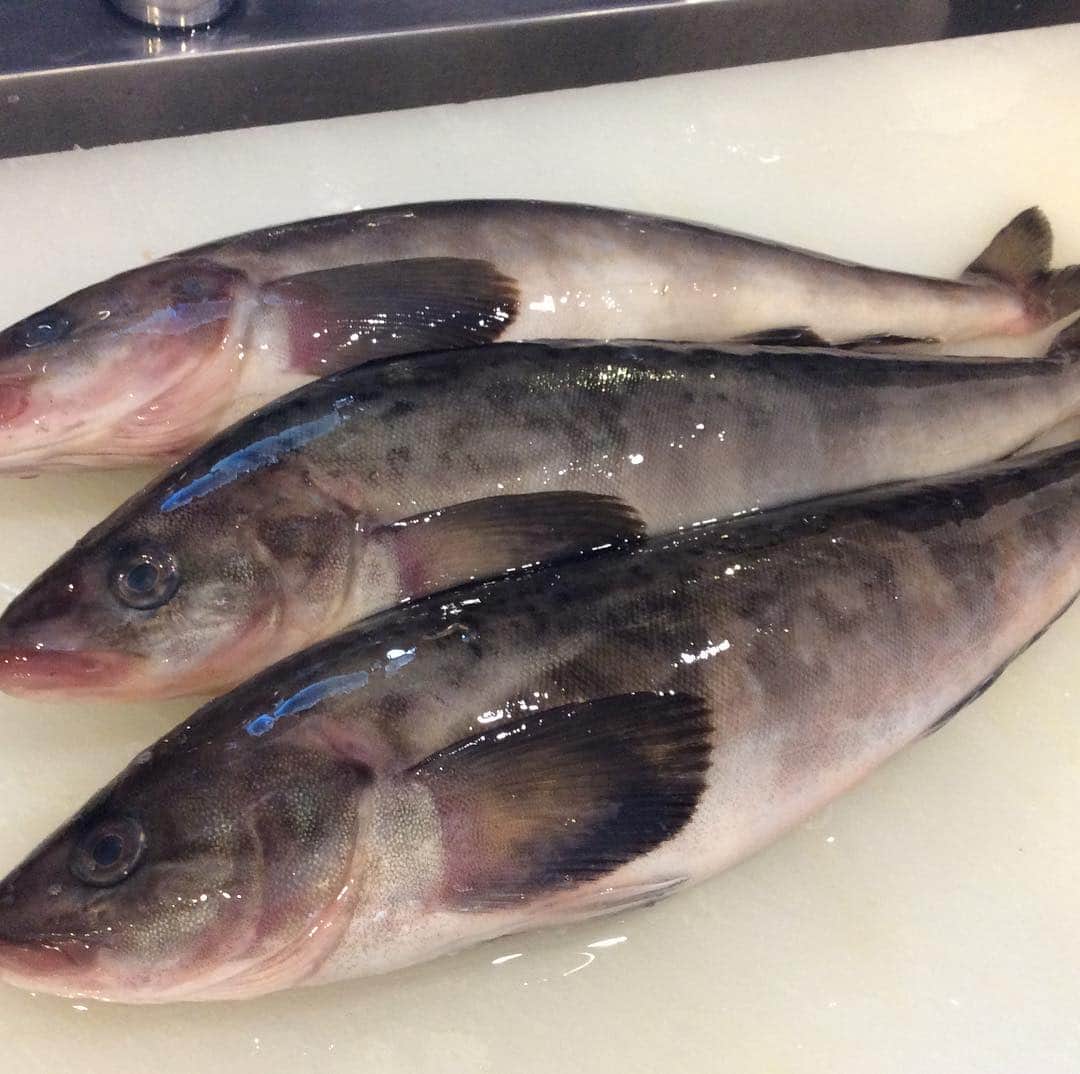 知床漁場 難波道頓堀店のグルメインスタ