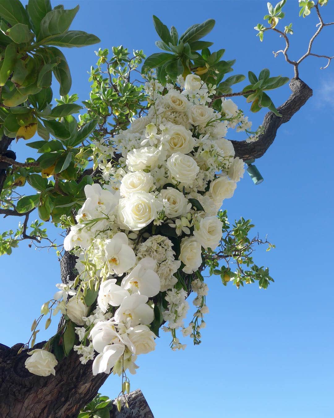 田中麻衣さんのインスタグラム写真 - (田中麻衣Instagram)「挙式のときのアーチになる木の装花はこんな感じに💐 ここもホワイトで統一してもらいました💕大好きな蘭がたっぷりで嬉しい😆✨ . #hawaiiwedding #ハワイ島挙式 #ハワイ挙式 #wedding #ハワイウェディング #ハワイ島 #bigisland」3月16日 15時37分 - maitanaka1217