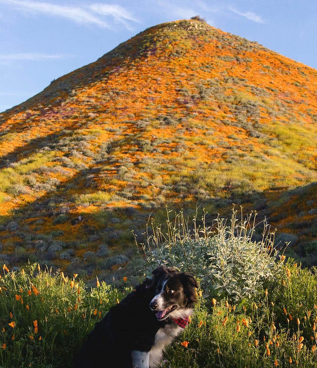 Andrew Knappさんのインスタグラム写真 - (Andrew KnappInstagram)「Hardly got a shot of Momo in the poppy bloom before the drones spooked him. It’s not my favourite but I wanted to share some shots of the poppies. We spent a few hours walking around and enjoying the golden rolling hills. I took photos of flowers, Momo was on drone patrol. 😟 Still, super blooms are an amazing experience, as is nature in general.  If you visit, prepare for tons of traffic and don’t step on the flowers or scary Momo will get you.」3月17日 1時04分 - andrewknapp