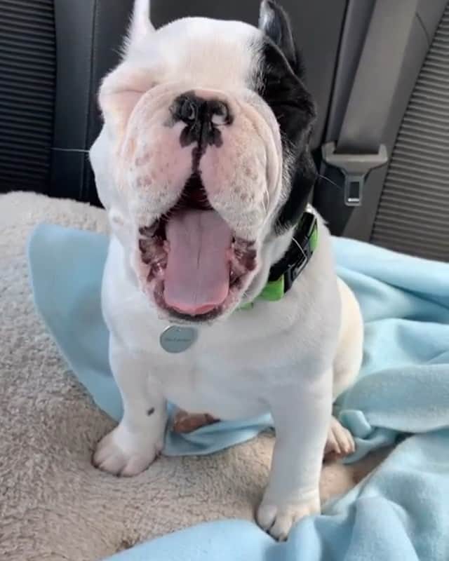 のインスタグラム：「“#Goodmorning #america dew words from our sponsor... 🔔 sound on 🔔 “ writes @oleothefrenchie」