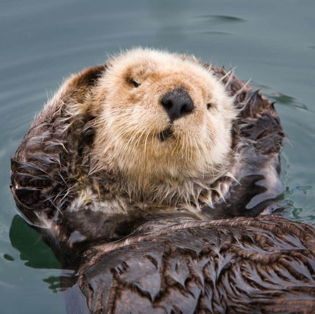 レオナルド・ディカプリオさんのインスタグラム写真 - (レオナルド・ディカプリオInstagram)「#Regram #RG @oceana: Southern sea otters would be extinct if not for the Endangered Species Act (ESA), but right now, it's under attack. Imperiled ocean animals need you now more than ever. Add your name now by following the link in our bio to tell your members of Congress to oppose any legislation that would weaken the ESA. #StopExtinction. 📸: Doug Meek」3月17日 1時22分 - leonardodicaprio