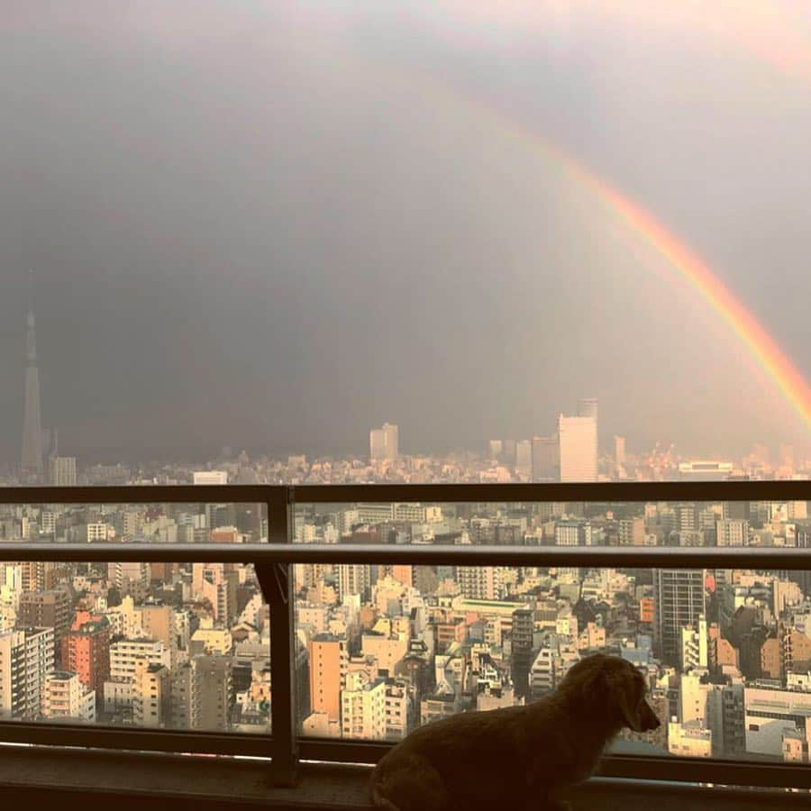 鈴木絢子さんのインスタグラム写真 - (鈴木絢子Instagram)「・ ・ #幸運を呼ぶ #ダブルレインボー #🌈✨ #二重虹 は#卒業 #祝福 の意味があるそうで。 まさにこの時期の門出を祝うようなもの🤗 ・ 私も変化と進化の春になりそうですが、頑張ろうと思います✊ ・ ・ ・ #虹 #パワースポット #虹の根元 #虹の始まり #幸福の前兆 #カラフル #空 #ミニチュアダックスフンド #犬好き #虹と犬 #絶景 #景色 #虹色 #rainbow #tokyolife #doublerainbow #colorful #dogstagram #sky #🌈 #🐶」3月17日 1時45分 - ayako_suzuki810