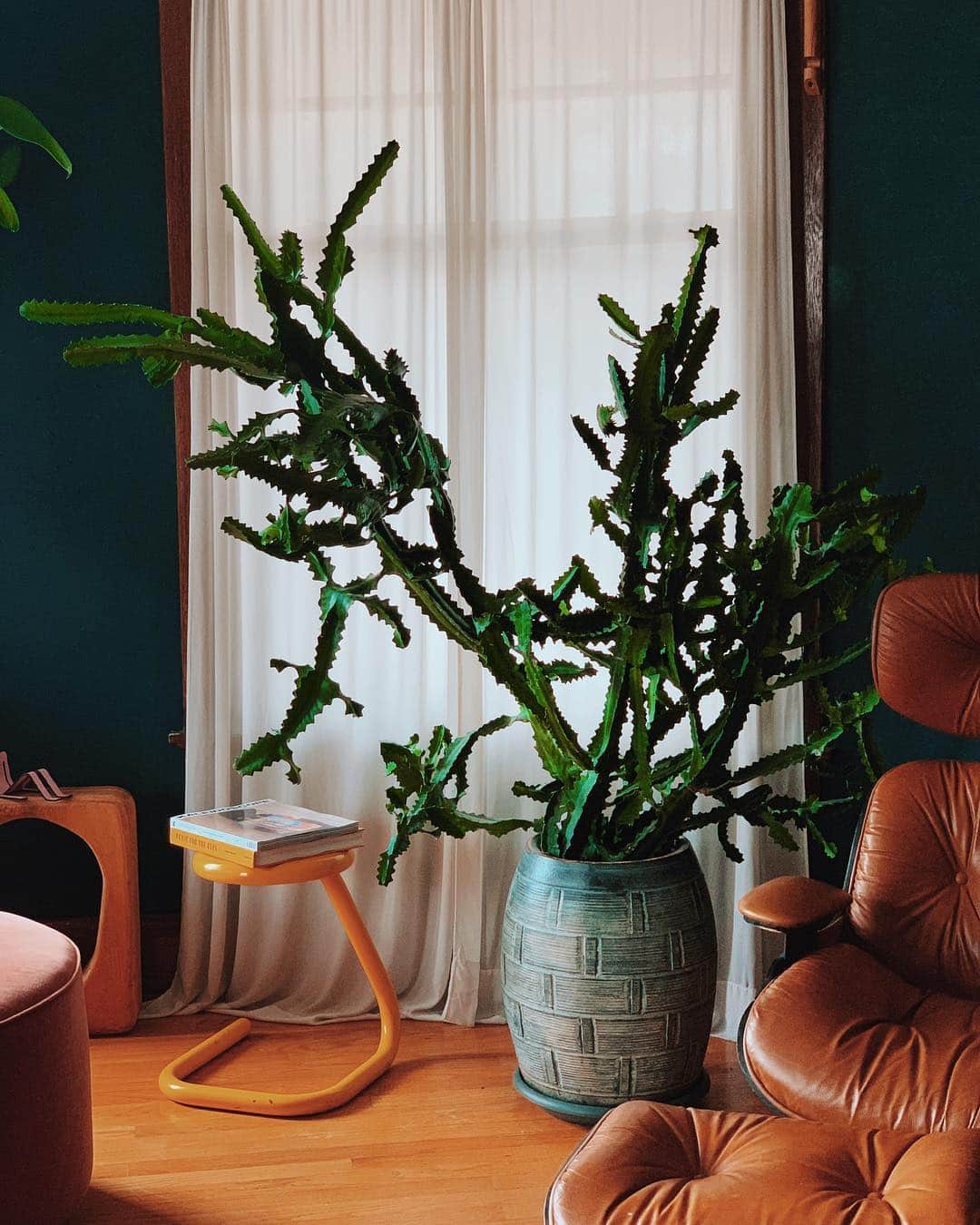 Paul Octaviousのインスタグラム：「Inherited this baby cactus from a neighbor because it was growing too large!  What shall I name them? ❤️🌵 #plantdad #cactus」