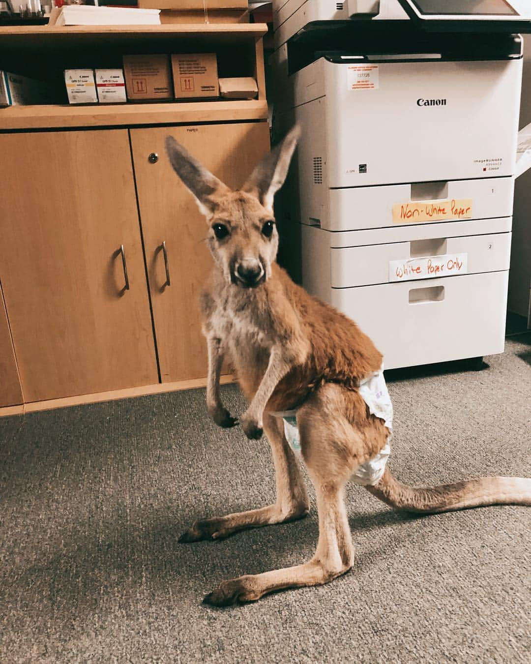 ケイト・ボイージェルさんのインスタグラム写真 - (ケイト・ボイージェルInstagram)「if you need me I’ll be holding this baby kangaroo at my favorite winery all weekend 🍷🦘her name is Jilly and she’s the sweetest thing. I didn’t think @tobinjamescellars could get any cooler but here we are!」3月17日 2時21分 - katevoegele