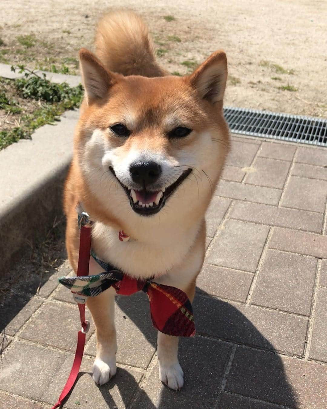 豆柴 サニーちゃんさんのインスタグラム写真 - (豆柴 サニーちゃんInstagram)「. . 📢音量を上げて見てね📢 Turn up the volume.🤗 . ふりふりおちり🍑を撮っていたら… 『ぷっぷっぷっ』って〜🤣 . . #おならした #オナラ #オナラ女子 #ぷっぷっぷっ #fart #何事もないかのように #笑ってごまかす #お食事中の方ごめんなさい . #柴犬#豆柴 #赤柴 #まめしばいぬ#まめしば#いぬのきもち#ふわもこ部 #pecoいぬ部#pecotv#サンデイ#サンデイいぬ組#anicas #shiba_snap#todayswanko#west_dog_japan #shibainu #shiba#mameshiba#shibastagram #豆柴サニーちゃん」3月16日 17時43分 - sunny_rei_32