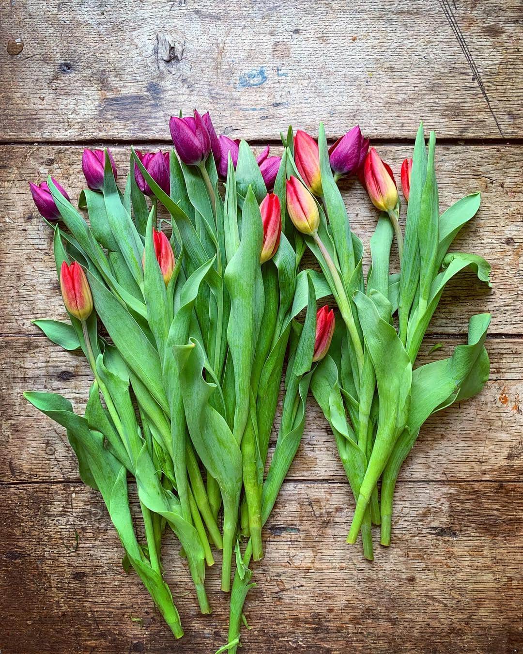 のインスタグラム：「Tulips are one of my all time favourite flowers; I always find their whole aesthetic journey from neat and tidy bud to theatrical petal drop endlessly fascinating...and then how they squeak is just a massive bonus! 🌿💗 ( btw you can hear their squeak in my Stories today )」