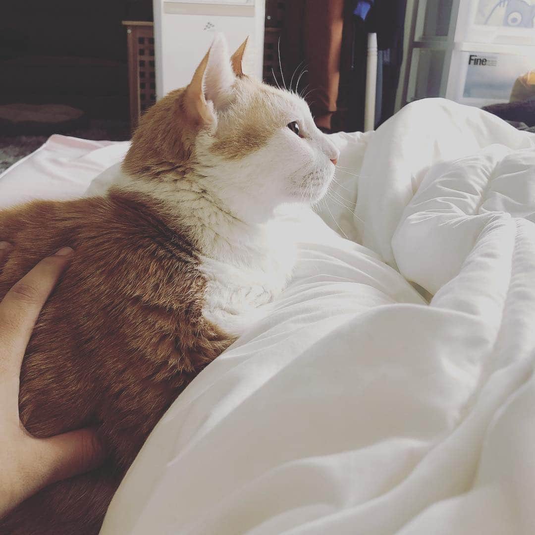 黃阿瑪的後宮生活さんのインスタグラム写真 - (黃阿瑪的後宮生活Instagram)「阿瑪：「朕想繼續睡，但又想去吃飯，真是難抉擇。」- - - #fumeancats  #黃阿瑪的後宮生活  #貓」3月16日 18時02分 - fumeancat