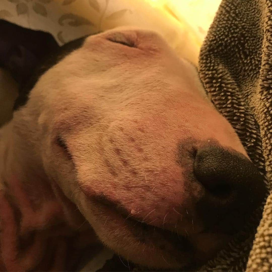 のインスタグラム：「#minituru#bull#terrier#minibullterrier#miniturubullterrier#dog#dogstagram#cute#qtaro#love#family#ミニチュア#ブルテリア#ミニチュアブルテリア#Q太郎」