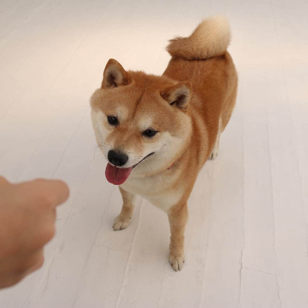 ヤンチャな豆柴『豆千代くん』の日常です?さんのインスタグラム写真 - (ヤンチャな豆柴『豆千代くん』の日常です?Instagram)「〜〜〜〜〜〜〜〜〜〜〜〜〜〜〜〜〜〜〜〜〜〜﻿ ﻿ 今日は豆千代くんのモデルのお仕事で、初めて撮影スタジオに行って来ました💓楽しかった〜✨ @anicas_jp ﻿ ﻿ ＃ありがとうございました #またぜひ豆千代くんで﻿ #次はすごいです  #何の撮影だったかはまだ言っちゃダメだと #言いたい #あれです #みんな大好きな﻿ ﻿ 〜〜〜〜〜〜〜〜〜〜〜〜〜〜〜〜〜〜〜〜〜〜﻿ もうチヨっと豆千代くん @728mamechiyo﻿  #豆柴 #柴犬  #shiba #doginstagram #shibainu #shibadog #犬 #petstagram  #dog #赤柴 #日本犬  #멍스타그램 #개스타그램  #Japanesedog  #Tokyo #mameshiba #いぬのきもち #ふわもこ部 #anicas  #サンデイ #サンデイいぬ組﻿ ﻿」3月16日 18時59分 - mamechiyo728