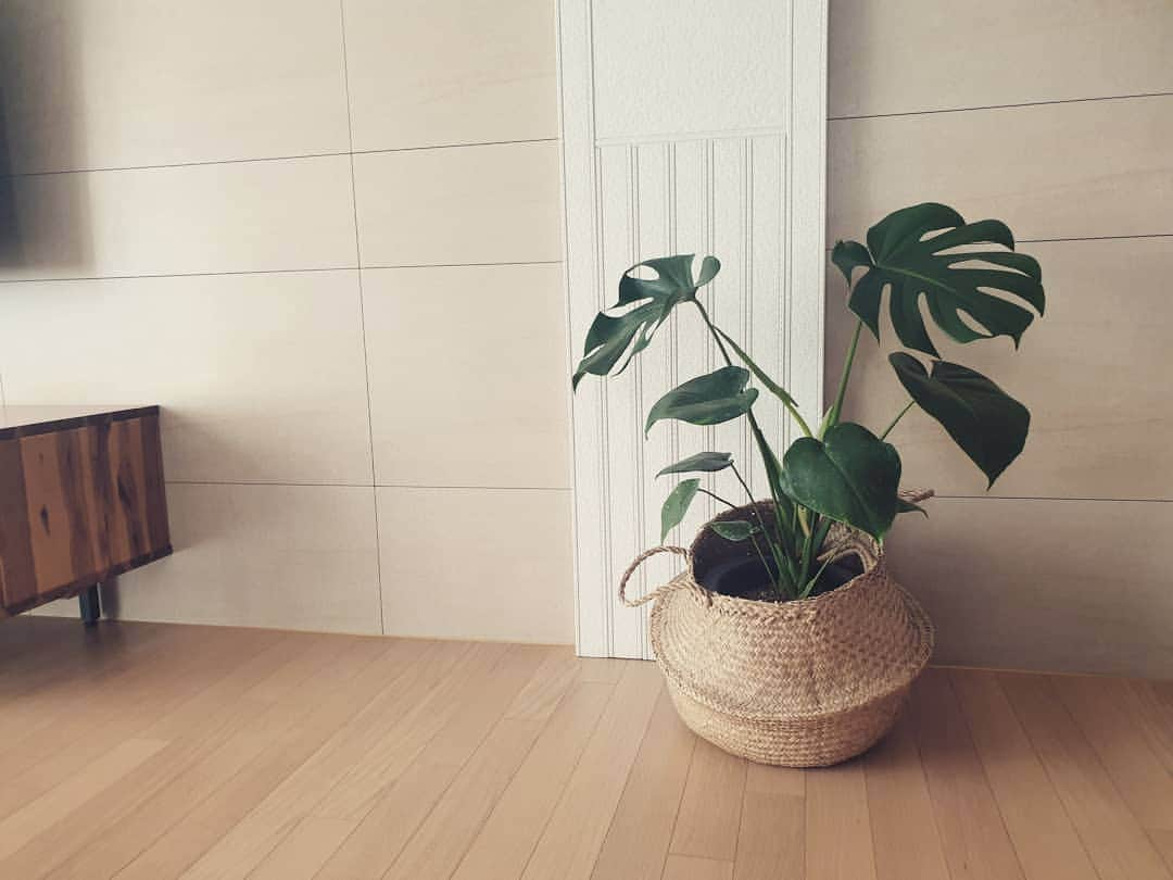 PORINさんのインスタグラム写真 - (PORINInstagram)「만원의행복  #몬스테라#🌿#집꾸미기#주말#식물킬러#잘죽임#오래살자」3月16日 19時07分 - pppori