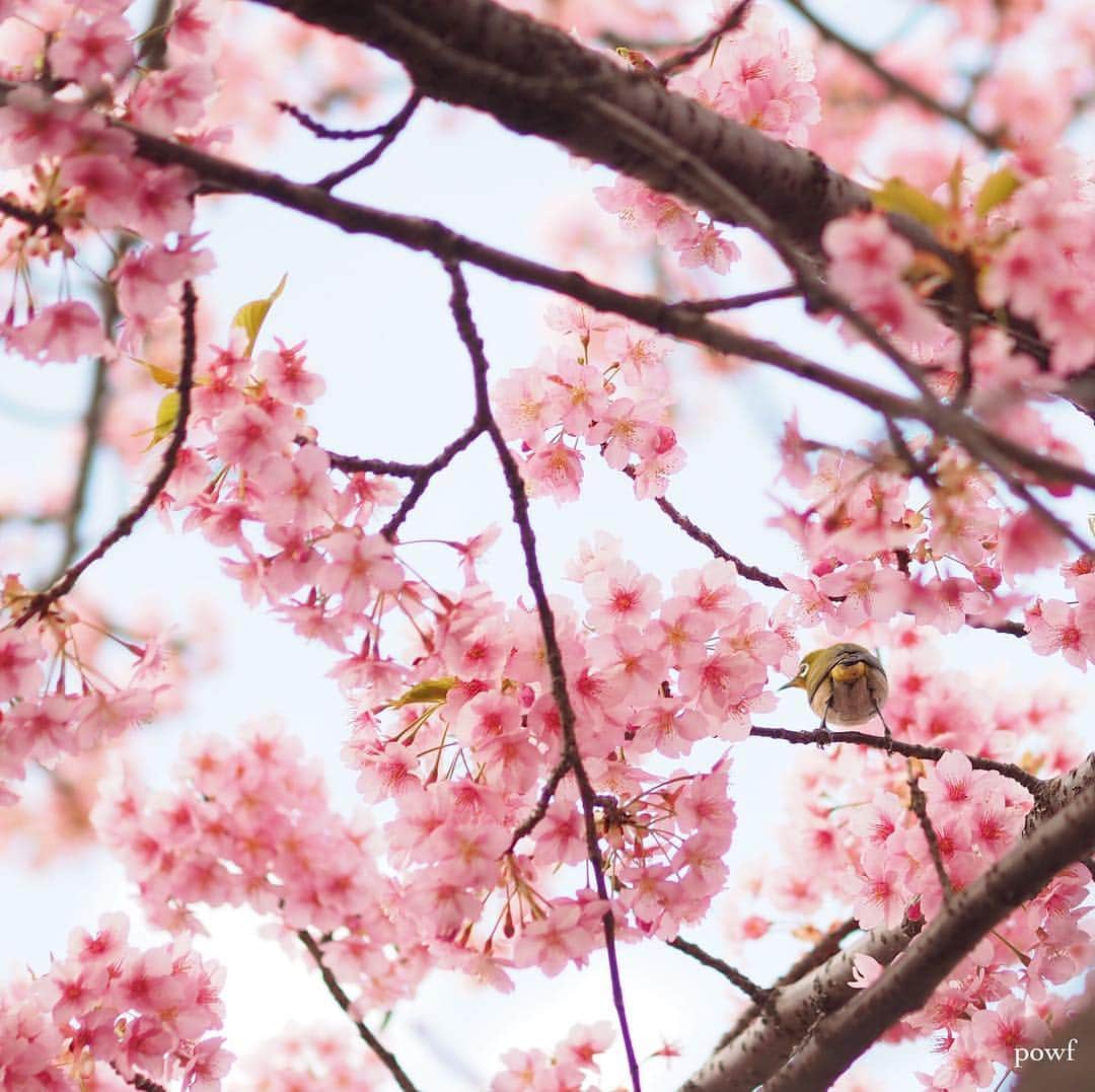 anemone_69さんのインスタグラム写真 - (anemone_69Instagram)「. 河津桜とメジロのお尻笑 . …望遠ほしい。 . . #メジロ #カワヅザクラ #河津桜 #sakura #サクラ #桜 . .」3月16日 19時08分 - powf