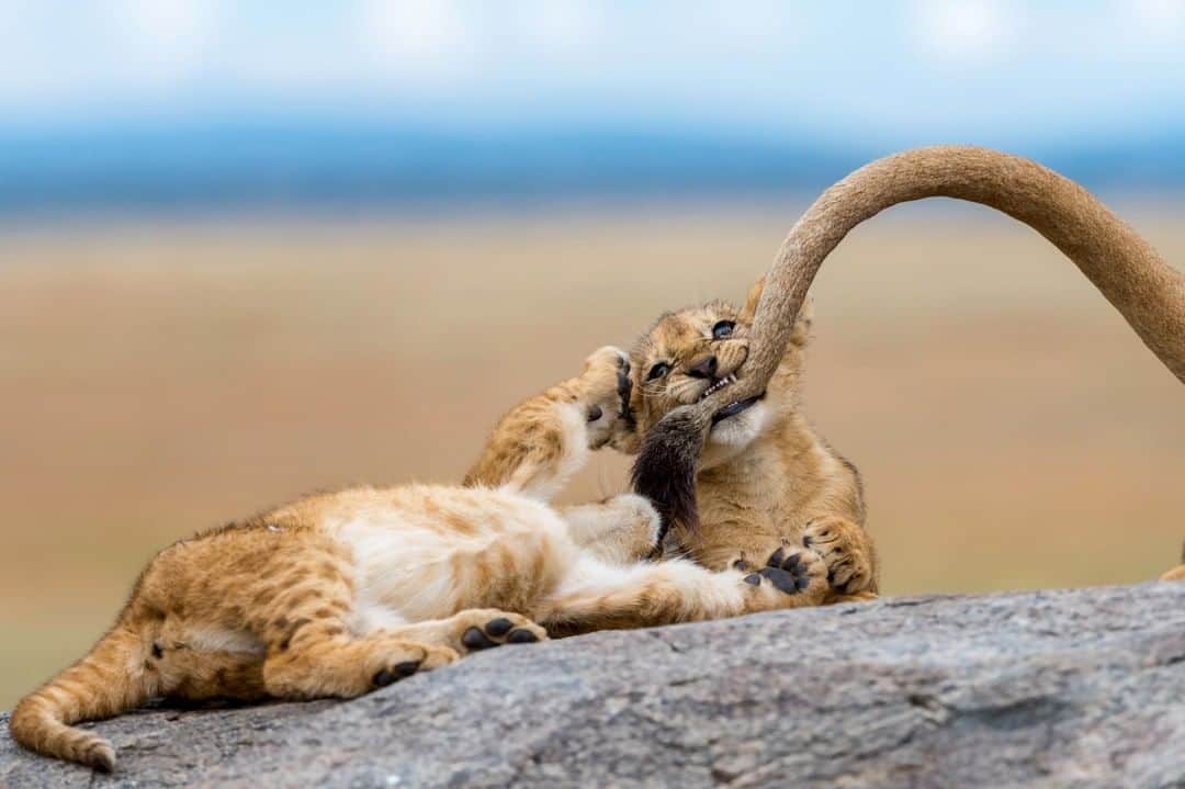 Discoveryさんのインスタグラム写真 - (DiscoveryInstagram)「“We spotted a pride of lions sleeping on top of the kopjes in the Serengeti. As we approached the rocks, we saw these young cubs starting to play; chasing and biting their mother’s tail — as if they were kittens playing with yarn. I can't remember the last time I laughed so hard.” 📸 + caption by Yaron Schmid (@yswildlifephotography) . . . . #adventure #travel #nature #photography #potd #photooftheday #explore #Serengeti #Tanzania #wildlifephotography #cubs #lion」3月16日 19時21分 - discovery