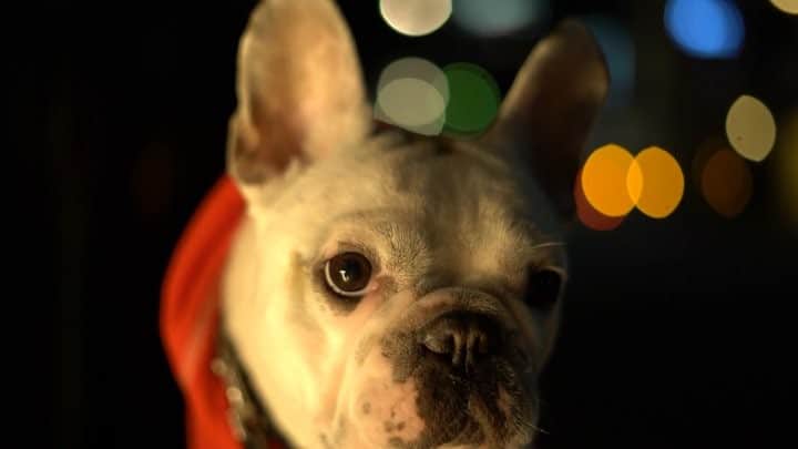 鑑田幸代のインスタグラム：「. #frenchbulldog  #frenchbulldogs  #french_bulldogs  #frenchie  #buhi  #ハニーパイド #フレブル  #グース #グーちゃん」