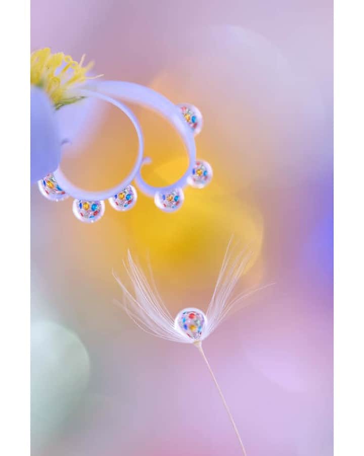 花の写真館のインスタグラム：「Photo by 佐藤圭子.⠀ https://www.facebook.com/keikosatou.satou⠀ .⠀ Original Post[投稿頂いたURL]⠀ https://www.facebook.com/photo.php?fbid=1640078082802381⠀ .⠀ 本アカウントは、 #私の花の写真 をつけてInstagramに投稿された皆さまの花の写真や、「花の写真館」Facebookページで投稿された花の写真を紹介します。⠀ 「花の写真館」Facebookページは、「 @floral.photograph 」のプロフィールにあるURLからご覧ください。⠀ .⠀ #花の写真館 #floralphotograph #floralphoto #flower #flowers #富士フイルム #FUJIFILM⠀ Follow: @floral.photograph」
