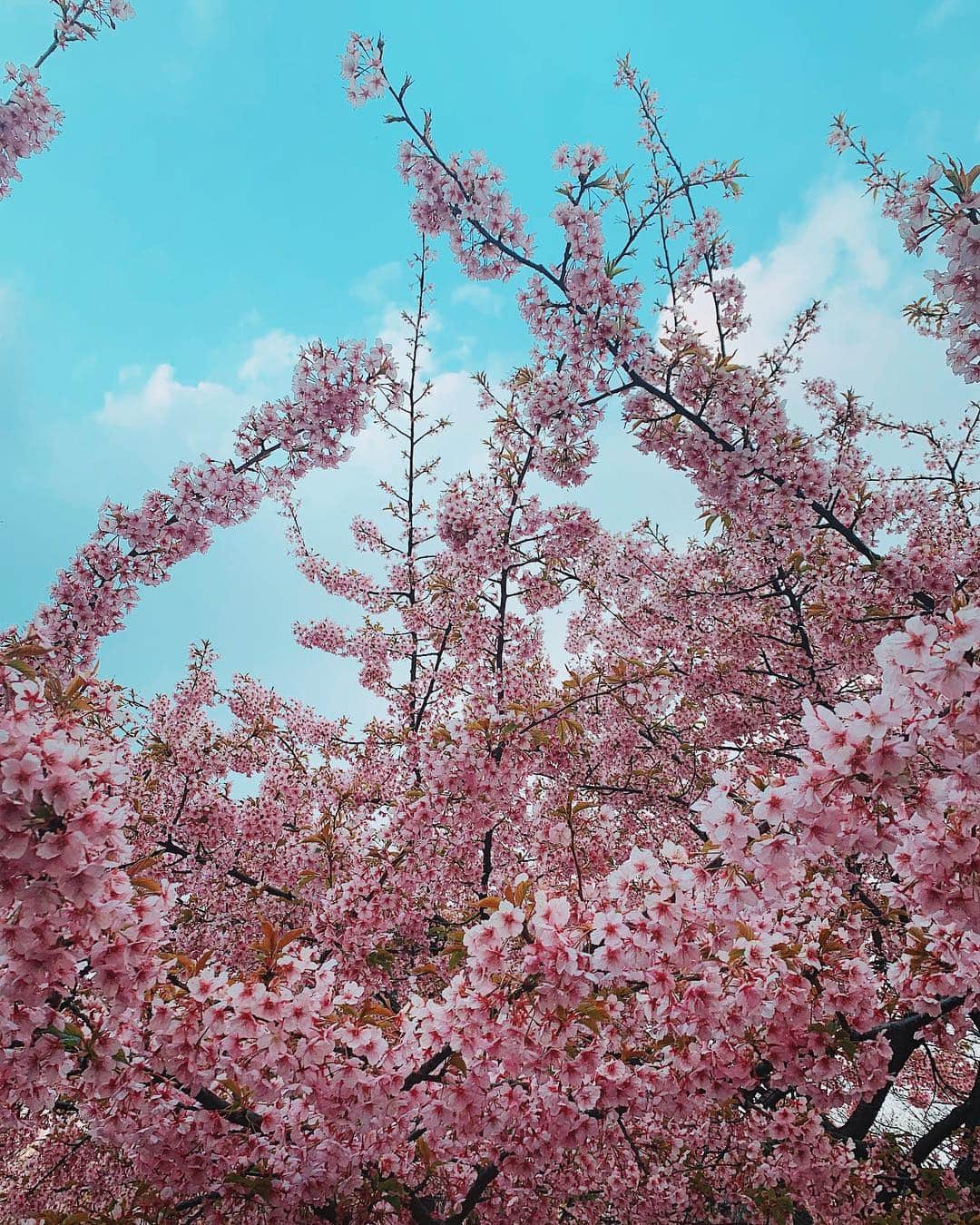 のインスタグラム：「#SAKURA 🌸 うきうきする🥳 #桜 #春」