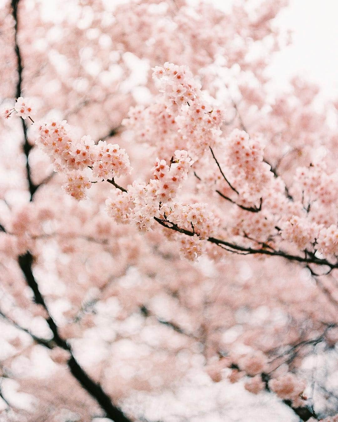 haru wagnusさんのインスタグラム写真 - (haru wagnusInstagram)「Sakura saku ❀ ㅤㅤㅤㅤㅤㅤㅤㅤㅤㅤㅤㅤㅤ ㅤㅤㅤㅤㅤㅤㅤㅤㅤㅤㅤㅤㅤ #filmphotography  #LeicaM3 #Portra400」3月16日 19時31分 - wagnus
