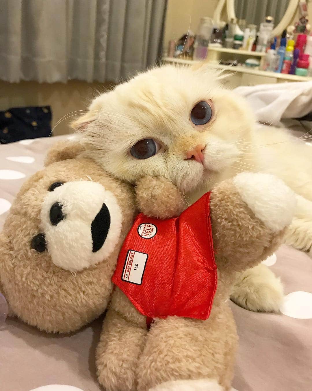 Haruのインスタグラム：「Harper and Ted. #gentleharper #อิงแอบ #ได้ตุ๊กตาใหม่มันก็จะเห่อหน่อย」